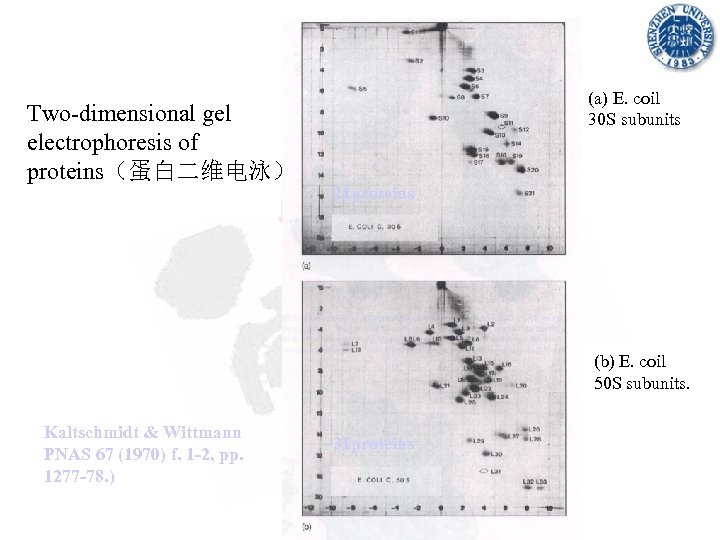 Two-dimensional gel electrophoresis of proteins（蛋白二维电泳） (a) E. coil 30 S subunits 21 proteins (b)