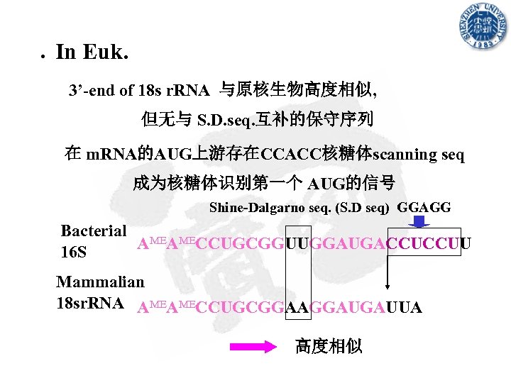 ● In Euk. 3’-end of 18 s r. RNA 与原核生物高度相似, 但无与 S. D. seq.