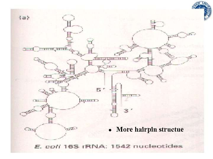 ● More hairpin structue 