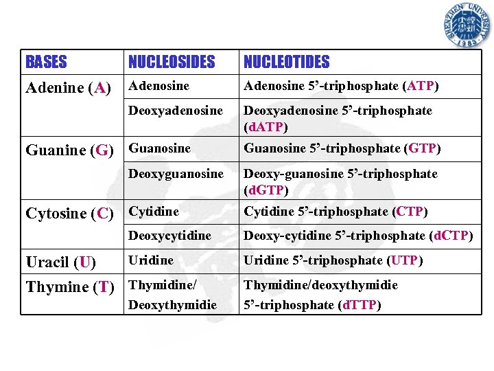 BASES Adenine (A) NUCLEOSIDES NUCLEOTIDES Adenosine 5’-triphosphate (ATP) Deoxyadenosine 5’-triphosphate (d. ATP) Guanine (G)