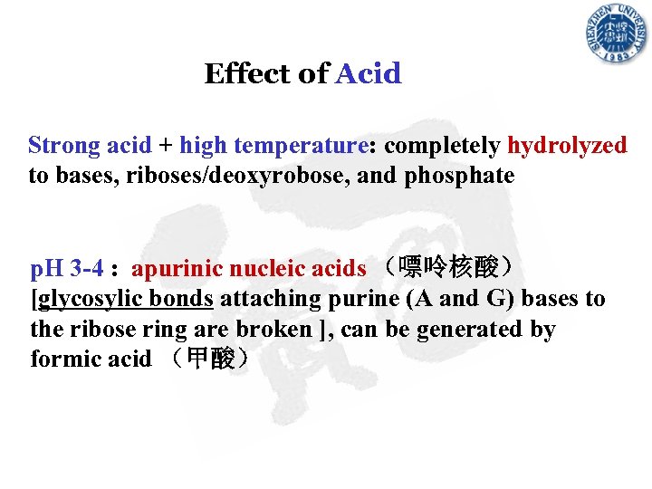 Effect of Acid Strong acid + high temperature: completely hydrolyzed to bases, riboses/deoxyrobose, and