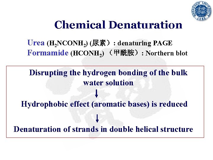 Chemical Denaturation Urea (H 2 NCONH 2) (尿素）: denaturing PAGE Formamide (HCONH 2) （甲酰胺）: