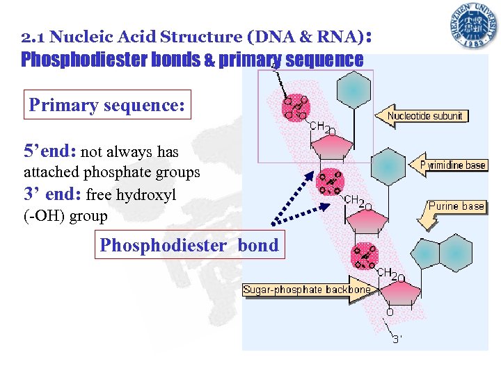 2. 1 Nucleic Acid Structure (DNA & RNA): Phosphodiester bonds & primary sequence Primary