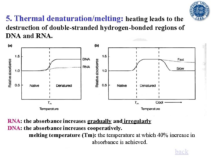 5. Thermal denaturation/melting: heating leads to the destruction of double-stranded hydrogen-bonded regions of DNA