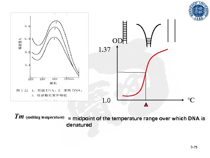 Concentration 50μg/ml OD Opetical Density d. NTPs A 260 = 1. 60 1. 37