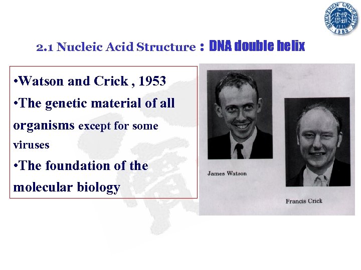 2. 1 Nucleic Acid Structure : DNA double helix • Watson and Crick ,
