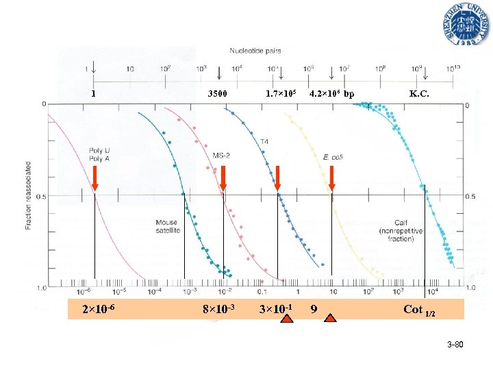  1 3500 1. 7× 105 4. 2× 106 bp K. C. 2× 10