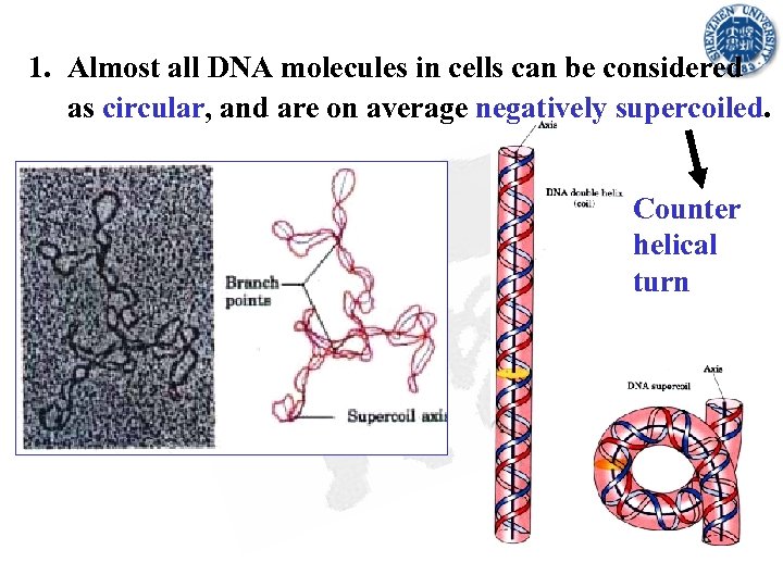 1. Almost all DNA molecules in cells can be considered as circular, and are