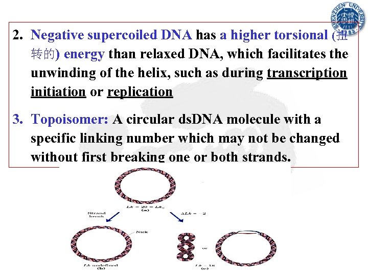 2. Negative supercoiled DNA has a higher torsional (扭 转的) energy than relaxed DNA,