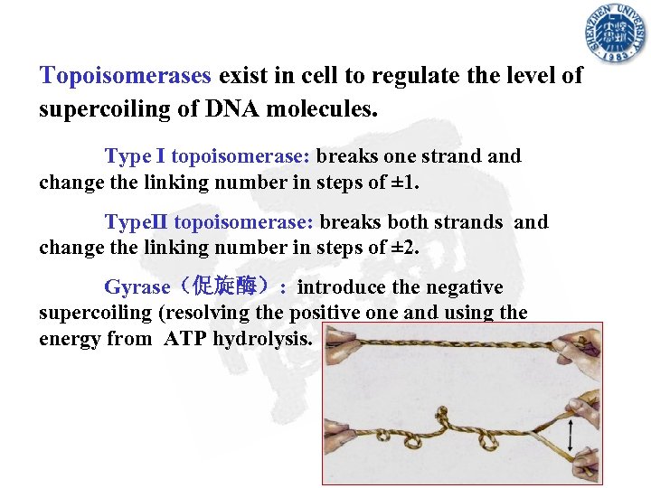 Topoisomerases exist in cell to regulate the level of supercoiling of DNA molecules. Type