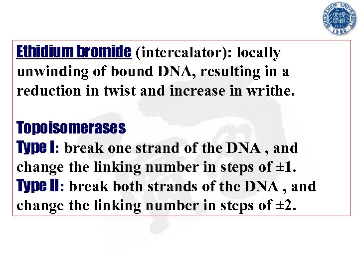 Ethidium bromide (intercalator): locally unwinding of bound DNA, resulting in a reduction in twist
