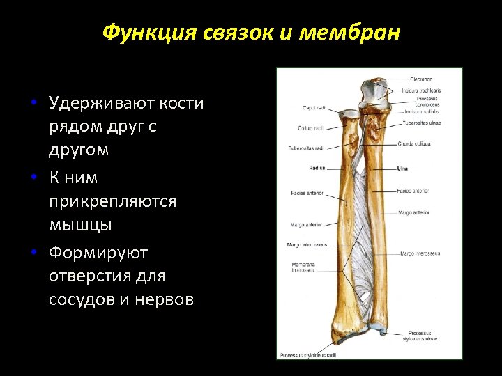 Функция связок и мембран • Удерживают кости рядом друг с другом • К ним