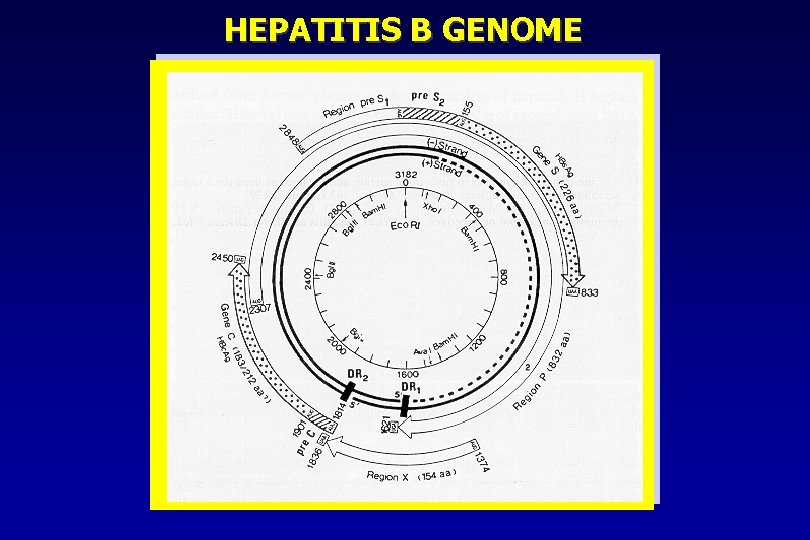 HEPATITIS B GENOME 