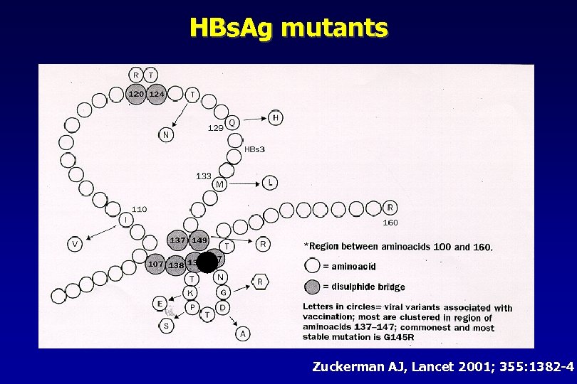 HBs. Ag mutants 145 Zuckerman AJ, Lancet 2001; 355: 1382 -4 
