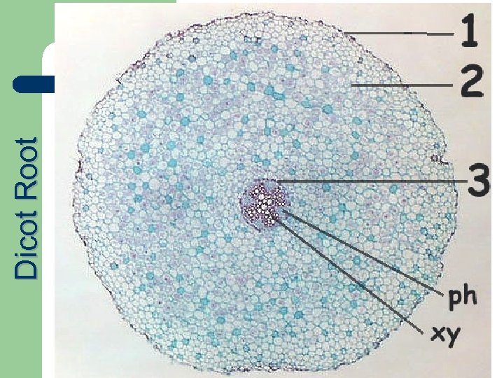 Dicot Root 