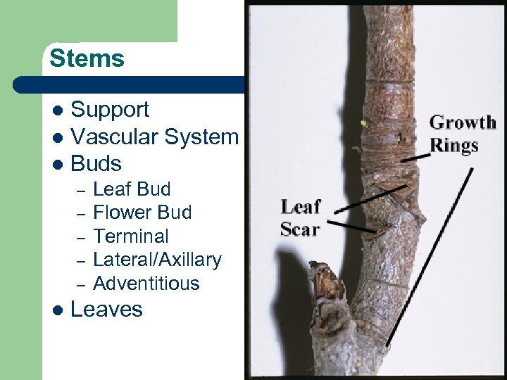 Stems Support l Vascular System l Buds l – – – l Leaf Bud