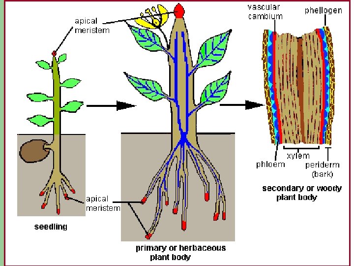 Meristems l Primary – Growth apical meristem or apex l Secondary – Growth Vascular