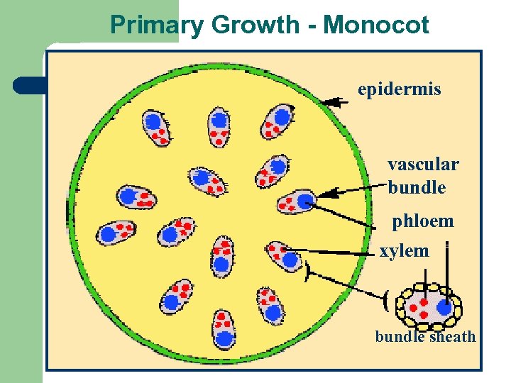Primary Growth - Monocot epidermis vascular bundle phloem xylem bundle sheath 