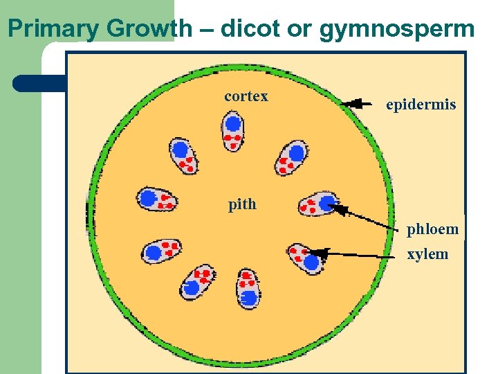 Primary Growth – dicot or gymnosperm cortex epidermis pith phloem xylem 
