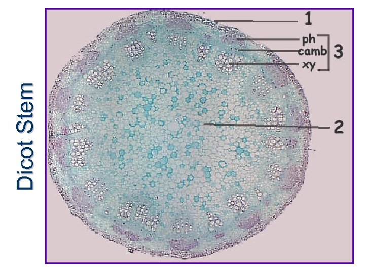 Dicot Stem 