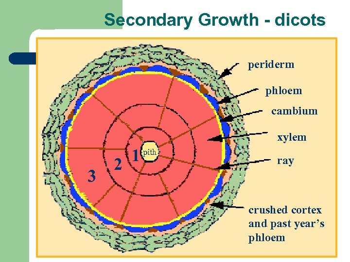 Secondary Growth - dicots periderm phloem cambium xylem 3 1 2 pith ray crushed