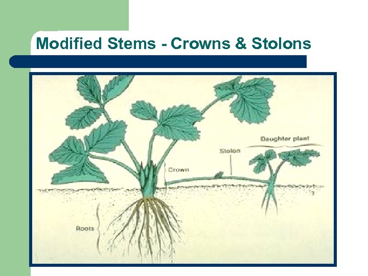 Modified Stems - Crowns & Stolons 