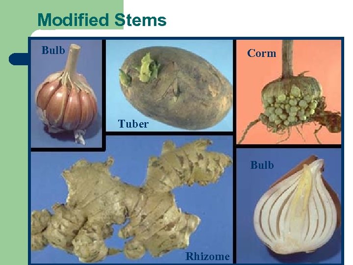 Modified Stems Bulb Corm Tuber Bulb Rhizome 