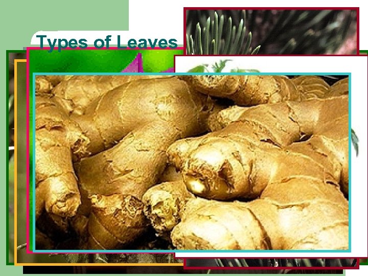 Types of Leaves Scale leaves l Seed leaves l Spines l Thorns l Tendrils