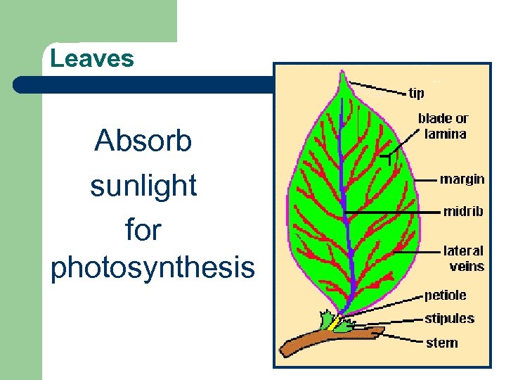 Leaves Absorb sunlight for photosynthesis 