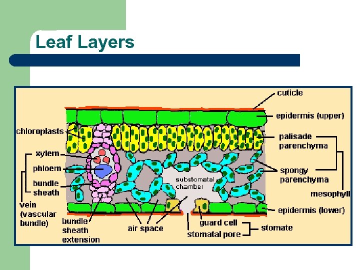 Leaf Layers 