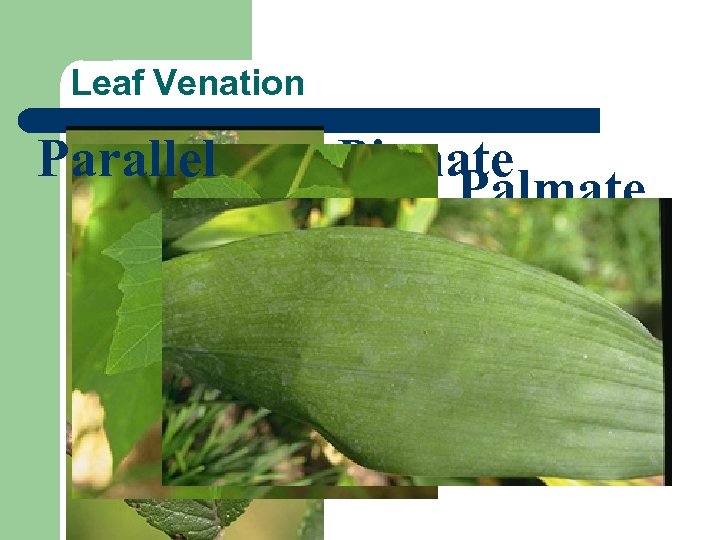 Leaf Venation Parallel Pinnate Palmate 