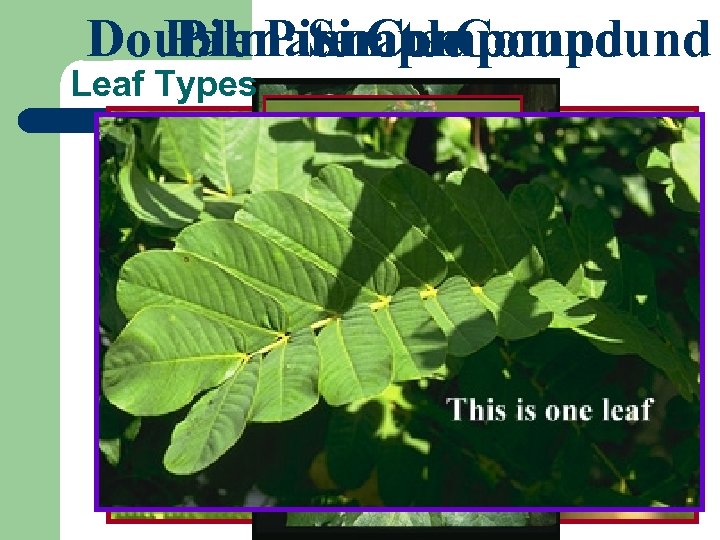 Double Pinnate Compound Pinnate Simple Palmate Compound Leaf Types 
