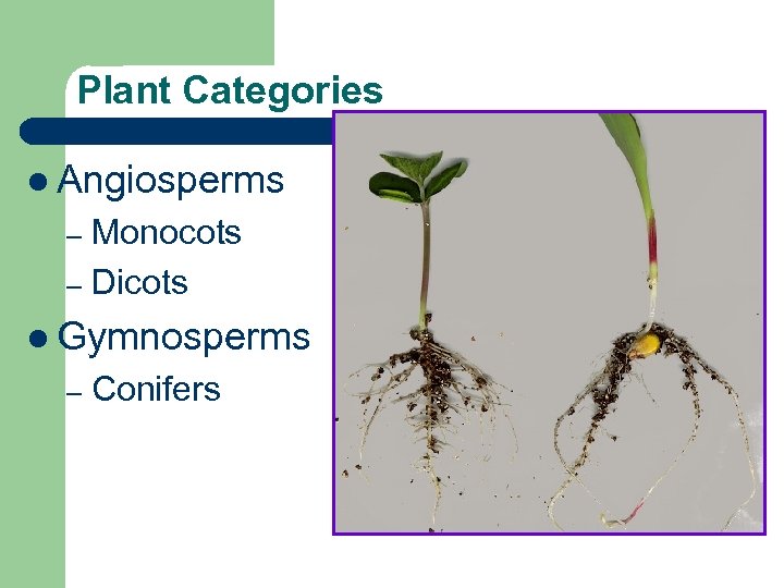 Plant Categories l Angiosperms Monocots – Dicots – l Gymnosperms – Conifers 