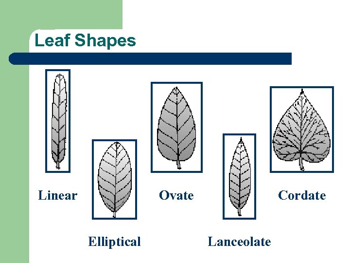 Leaf Shapes Linear Ovate Elliptical Cordate Lanceolate 