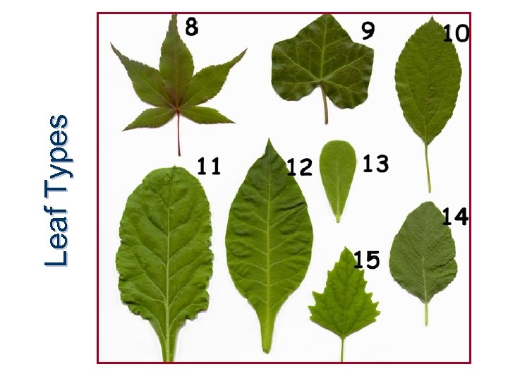 Leaf Types 