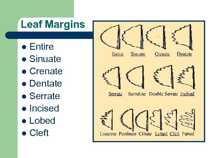 Leaf Margins Entire l Sinuate l Crenate l Dentate l Serrate l Incised l