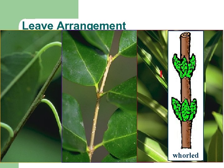 Leave Arrangement l alternate l opposite l whorled 