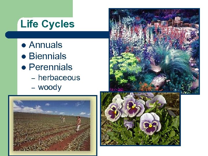 Life Cycles Annuals l Biennials l Perennials l – – herbaceous woody 