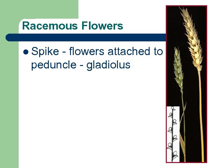 Racemous Flowers l Spike - flowers attached to peduncle - gladiolus 