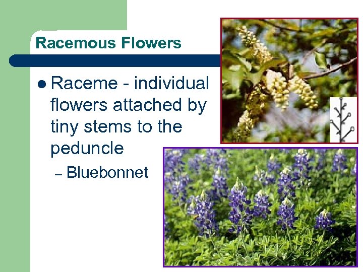 Racemous Flowers l Raceme - individual flowers attached by tiny stems to the peduncle