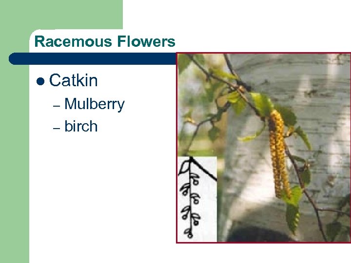 Racemous Flowers l Catkin Mulberry – birch – 