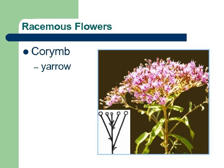Racemous Flowers l Corymb – yarrow 