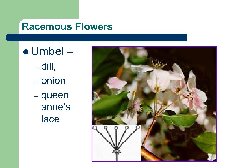 Racemous Flowers l Umbel – dill, – onion – queen anne’s lace – 