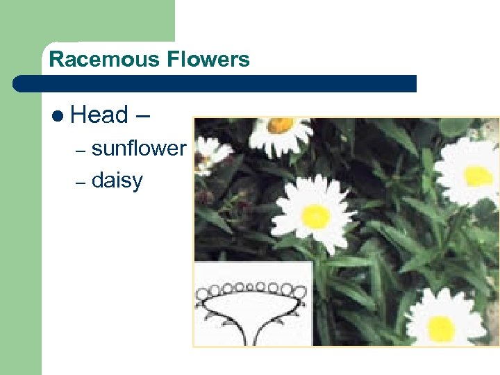 Racemous Flowers l Head – sunflower – daisy – 