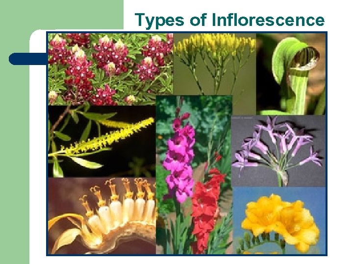 Types of Inflorescence 