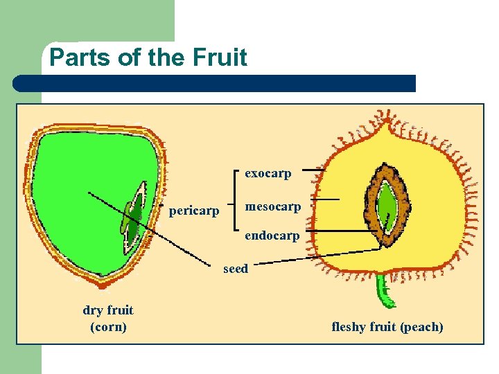 Parts of the Fruit exocarp pericarp mesocarp endocarp seed dry fruit (corn) fleshy fruit