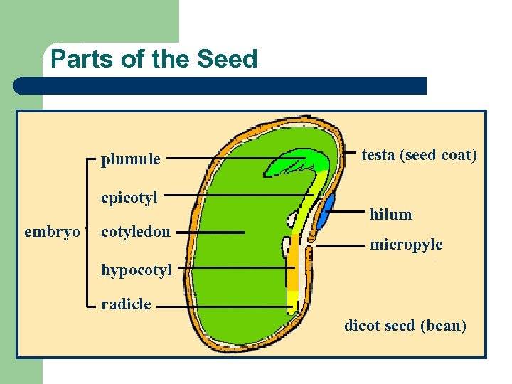 Parts of the Seed plumule epicotyl embryo cotyledon testa (seed coat) hilum micropyle hypocotyl