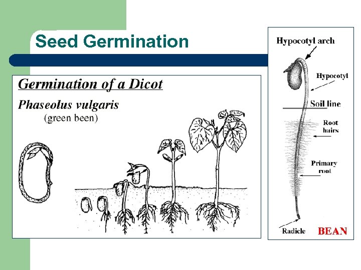 Seed Germination l Water l Light l Heat l Oxygen 
