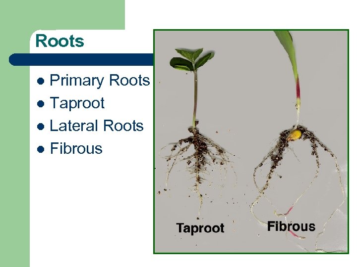 Roots Primary Roots l Taproot l Lateral Roots l Fibrous l 