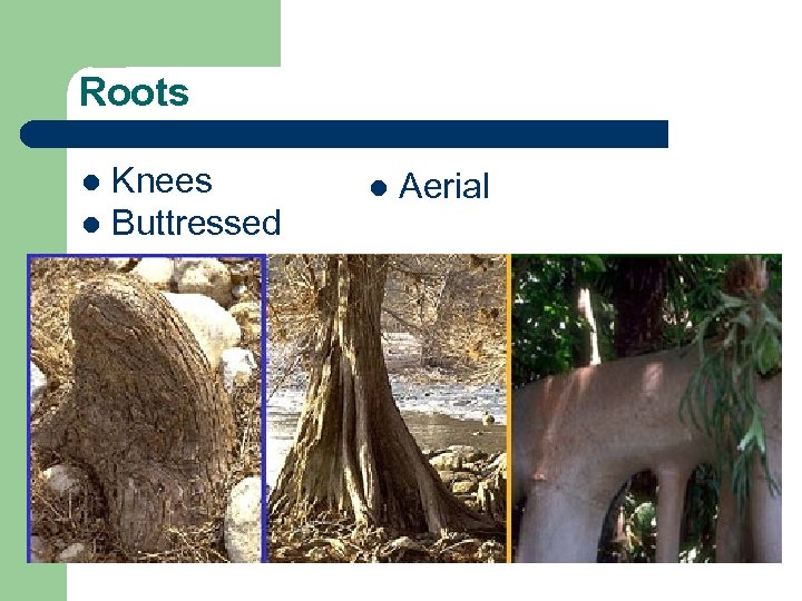 Roots Knees l Buttressed l l Aerial 